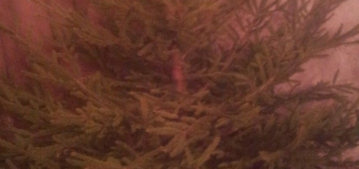 my christmass tree