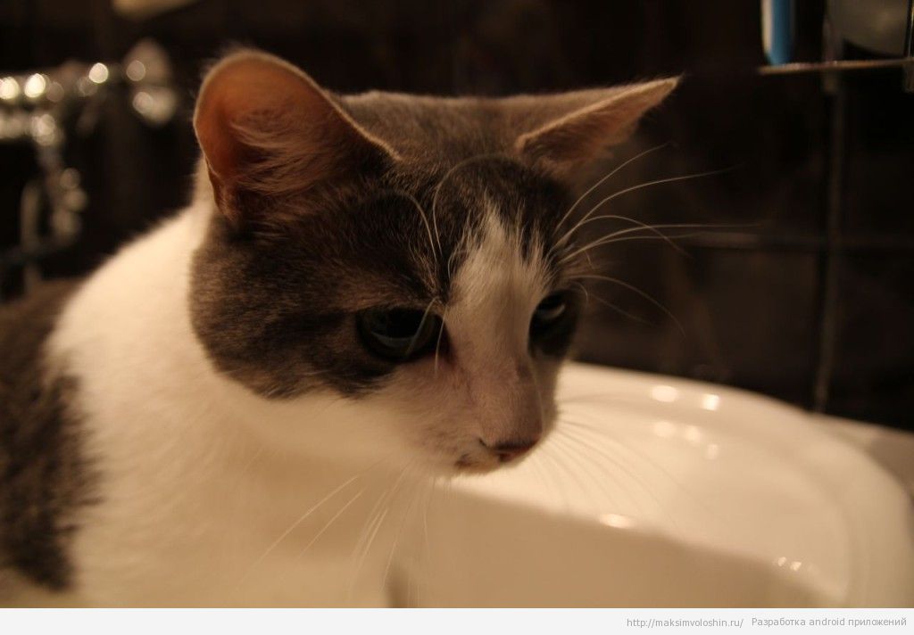 Кошка в раковине